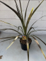 Preview: Keulenlilie Electric Star ® - Cordyline banksii Electric Star ® - 40-60cm